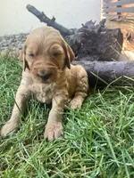 Bulldozer, a male Goldendoodle for sale in Reno, NV – 3 of 4