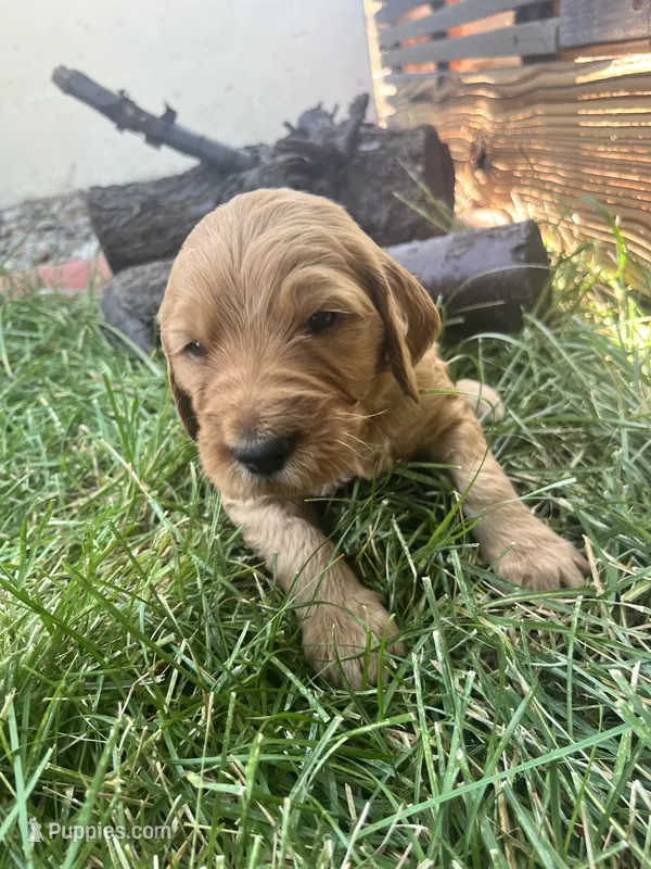 Bulldozer – Goldendoodle puppy for sale in Reno, NV