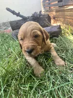 Bulldozer, a male Goldendoodle for sale in Reno, NV – 1 of 4