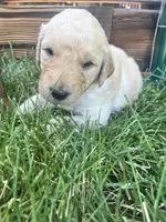 Crinkly , a male Goldendoodle for sale in Reno, NV – 4 of 5
