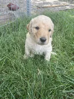 Crinkly , a male Goldendoodle for sale in Reno, NV – 5 of 5