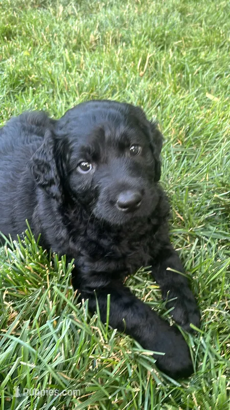 Robert – Goldendoodle puppy for sale in Reno, NV