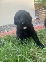 Sassafrass , a female Goldendoodle for sale in Reno, NV – 3 of 5