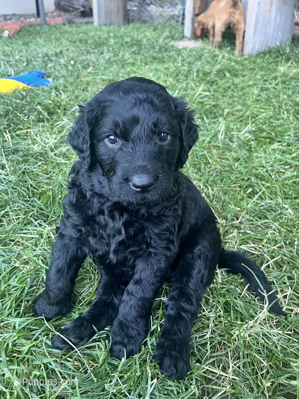 Robert – Goldendoodle puppy for sale in Reno, NV