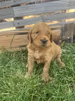 Annabelle, a female Goldendoodle for sale in Reno, NV – 2 of 5