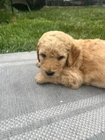 Go Jo, a male Goldendoodle for sale in Reno, NV – 3 of 5