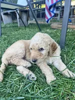 Gojo, a male Goldendoodle for sale in Reno, NV – 4 of 5