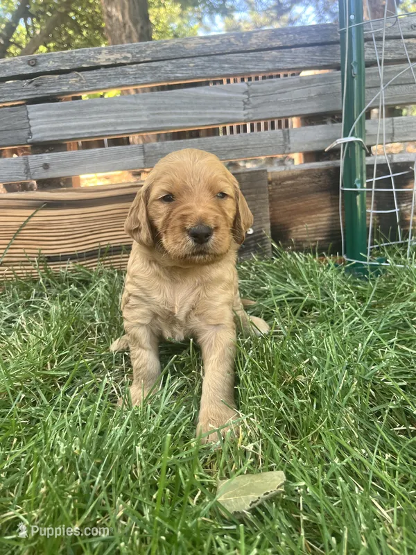 Annabelle – Goldendoodle puppy for sale in Reno, NV