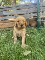Annabelle, a female Goldendoodle for sale in Reno, NV – 1 of 5