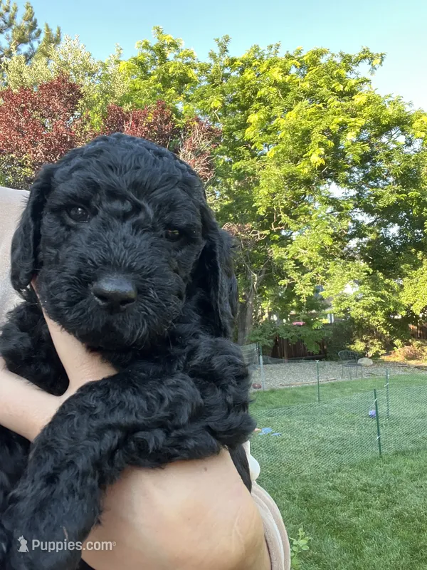 Sassafrass  – Goldendoodle puppy for sale in Reno, NV