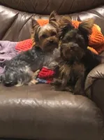 Ellie, a female Yorkshire Terrier for sale in Pryor, OK – Photo 3 of 3