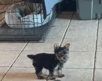 Ellie, a female Yorkshire Terrier for sale in Pryor, OK – Photo 2 of 3