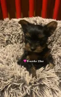 Ellie, a female Yorkshire Terrier for sale in Pryor, OK – Photo 1 of 3