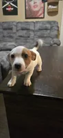 Pugsley, a male Jack Russell Terrier for sale in Crawfordsville, IN – Photo 1 of 3