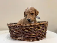 Willie, a male Miniature Goldendoodle for sale in Fort Worth, TX – Photo 3 of 3