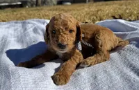 Willie, a male Miniature Goldendoodle for sale in Fort Worth, TX – Photo 1 of 3