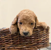 Reba, a female Miniature Goldendoodle for sale in Fort Worth, TX – Photo 4 of 5