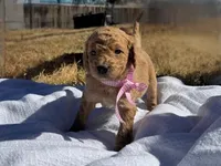 Reba, a female Miniature Goldendoodle for sale in Fort Worth, TX – Photo 1 of 5