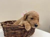 Reba, a female Miniature Goldendoodle for sale in Fort Worth, TX – Photo 3 of 5