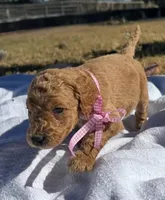 Reba, a female Miniature Goldendoodle for sale in Fort Worth, TX – Photo 2 of 5