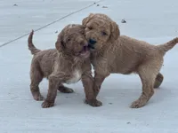 Reba, a female Miniature Goldendoodle for sale in Fort Worth, TX – Photo 5 of 5