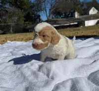 Hank, a male Miniature Goldendoodle for sale in Fort Worth, TX – Photo 3 of 5