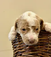 Hank, a male Miniature Goldendoodle for sale in Fort Worth, TX – Photo 5 of 5