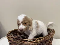 Hank, a male Miniature Goldendoodle for sale in Fort Worth, TX – Photo 4 of 5