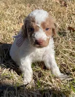 Hank, a male Miniature Goldendoodle for sale in Fort Worth, TX – Photo 1 of 5