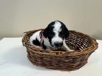 Dolly, a female Miniature Goldendoodle for sale in Fort Worth, TX – Photo 4 of 4