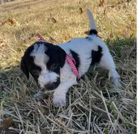 Dolly, a female Miniature Goldendoodle for sale in Fort Worth, TX – Photo 2 of 4