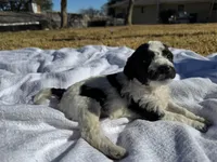 Dolly, a female Miniature Goldendoodle for sale in Fort Worth, TX – Photo 3 of 4