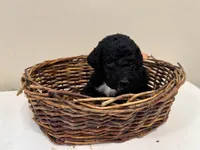 June, a female Miniature Goldendoodle for sale in Fort Worth, TX – Photo 3 of 3