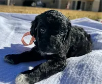 June, a female Miniature Goldendoodle for sale in Fort Worth, TX – Photo 1 of 3