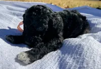 June, a female Miniature Goldendoodle for sale in Fort Worth, TX – Photo 2 of 3
