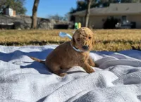 Waylon, a male Miniature Goldendoodle for sale in Fort Worth, TX – Photo 1 of 3