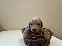Waylon, a male Miniature Goldendoodle for sale in Fort Worth, TX – Photo 3 of 3
