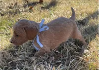 Waylon, a male Miniature Goldendoodle for sale in Fort Worth, TX – Photo 2 of 3
