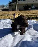 Lainey, a female Miniature Goldendoodle for sale in Fort Worth, TX – Photo 2 of 3