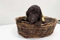 Lainey, a female Miniature Goldendoodle for sale in Fort Worth, TX – Photo 3 of 3