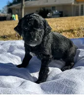 Cash, a male Miniature Goldendoodle for sale in Fort Worth, TX – Photo 1 of 3