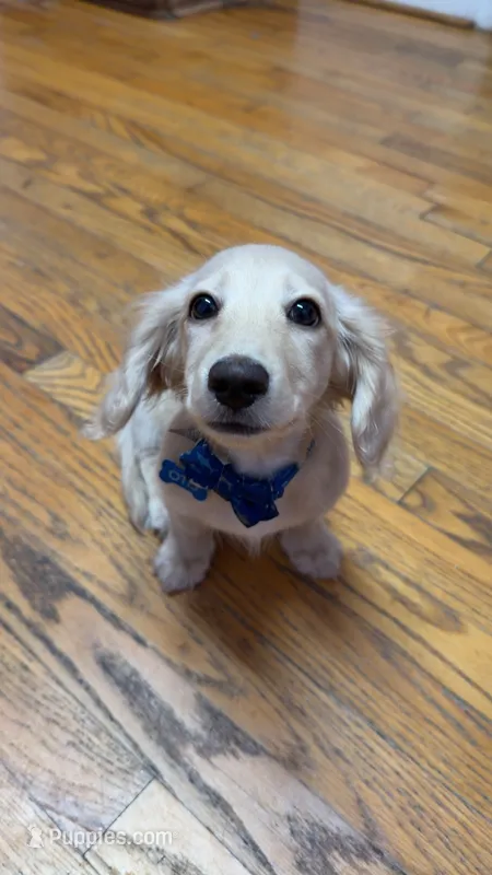 Otis – Miniature Dachshund puppy for sale in Kansas City, MO