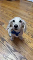 Otis, a male Miniature Dachshund for sale in Kansas City, MO – 1 of 3