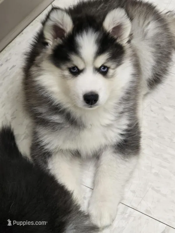 Luna, a female Pomsky for sale in Canton, OH – Photo 1 of 6