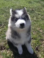 Luna, a female Pomsky for sale in Canton, OH – Photo 3 of 6