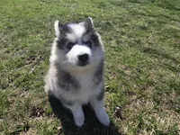 Luna, a female Pomsky for sale in Canton, OH – Photo 6 of 6
