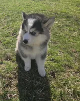 Luna, a female Pomsky for sale in Canton, OH – Photo 5 of 6