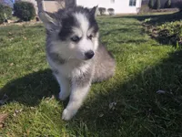 Luna, a female Pomsky for sale in Canton, OH – Photo 4 of 6
