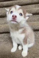 charlotte, a female Pomsky for sale in Canton, OH – 2 of 5