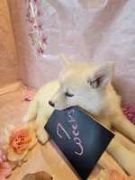 Sugar , a female Pomsky for sale in Canton, OH – Photo 5 of 6